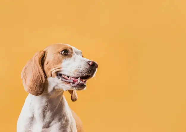 Transporte Interestadual de Animais: Mudanças e serviço de Transporte de animais