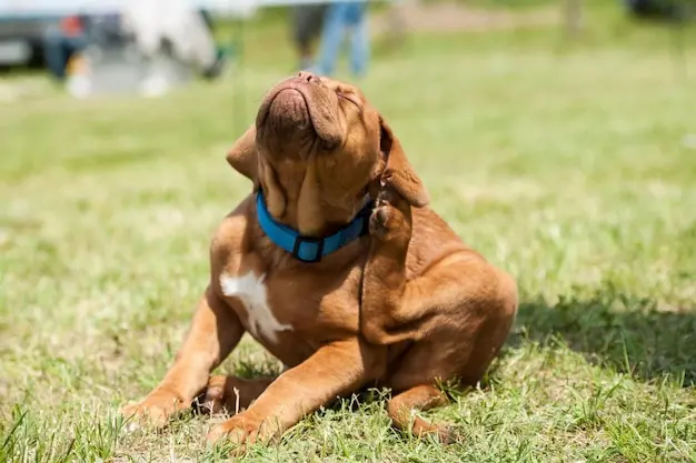 Transporte Interestadual de Animais: Preparação e Cuidados Pré e Pós-Viagem para Reduzir o Estresse Animal